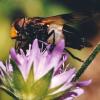 Volucella pellucens